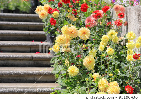 Dahlia flower 95196430