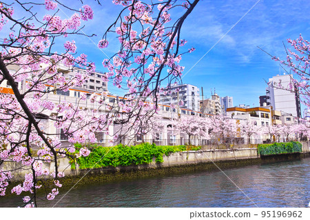 Scenery of Ooka River and railway with cherry blossoms in full bloom seen from near Sueyoshi Bridge in Naka Ward, Yokohama City in spring 95196962