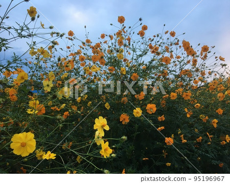 Yellow and orange Cosmos flowers blooming in the fields between private houses at dusk in Korai no Sato Yellow and orange Cosmos flowers blooming in the fields between private houses at dusk in Korai no Sato 95196967