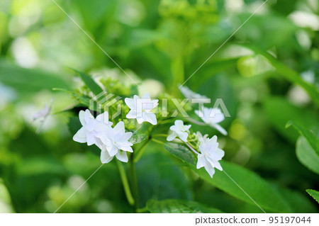 繡球花Sumida煙花 95197044