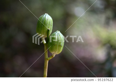 Bud of Uba Lily Bud of Uba Lily 95197622