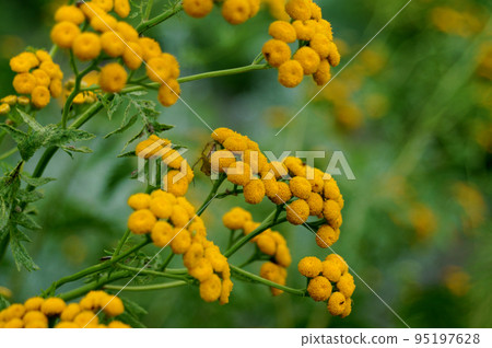 A lynx spider appears to target a slender stink bug under a tansy flower A lynx spider appears to target a slender stink bug under a tansy flower 95197628