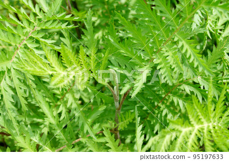tansy leaves tansy leaves 95197633