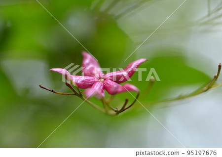 Rabbit Seed 95197676