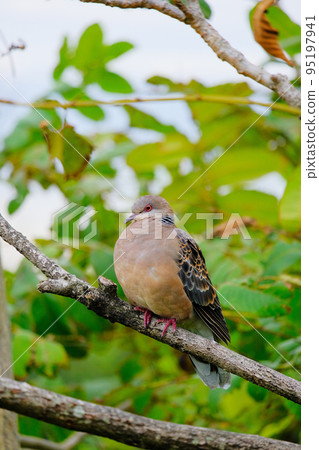 Turtle doves in the wild bird paradise "Gyotoku Suburban Park" 95197941