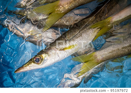 Freshly caught barracuda 95197972