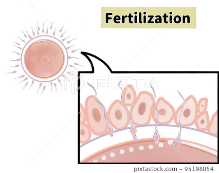 Enlarged view of human fertilization with copy space 95198054