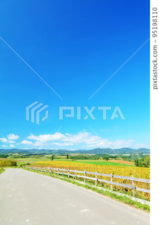Hokkaido Autumn blue sky and Biei scenery 95198110