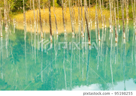 (北海道的秋天)美瑛的青池 (北海道的秋天)美瑛的青池 95198255