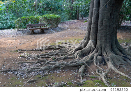 great roots of big tree 95198260