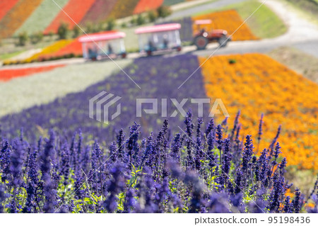 (Hokkaido flower scenery) Shikisai-no-Oka Salvia 95198436