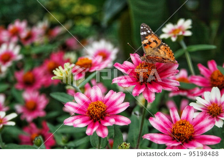 butterfly nectar butterfly nectar 95198488