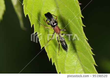 Creature spider, nocturnal spider, male. Ant-like jumping spider, only males have large jaws Creature spider, nocturnal spider, male. Ant-like jumping spider, only males have large jaws 95198520