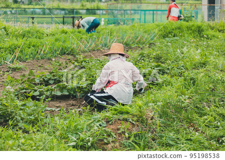 原野 田地 領域 95198538