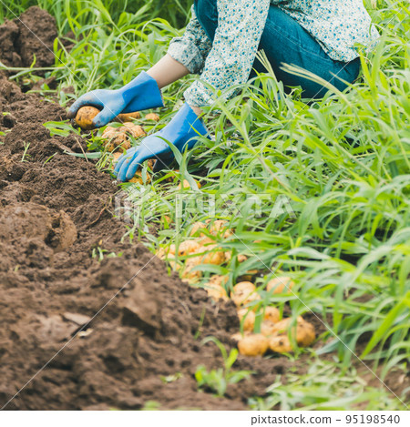 土豆 馬鈴薯 收穫 95198540