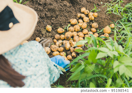 土豆 馬鈴薯 收穫 95198541
