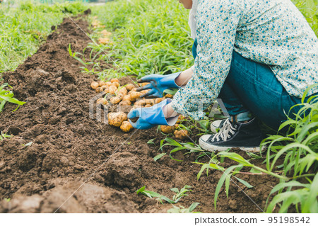 土豆 馬鈴薯 收穫 95198542