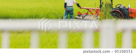 paddy, rice plant, paddy field 95198551