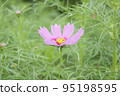 Autumn flowers Cosmos 95198595