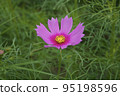 Autumn flowers Cosmos 95198596