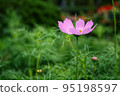 Autumn flowers Cosmos 95198597