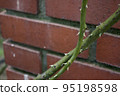 Rose stem 95198598