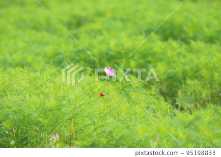 Cosmos on a sunny day 95198833