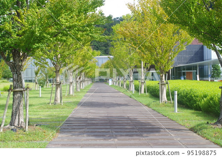 Tree-lined view of the inner garden of the Ancient Izumo Historical Museum 95198875