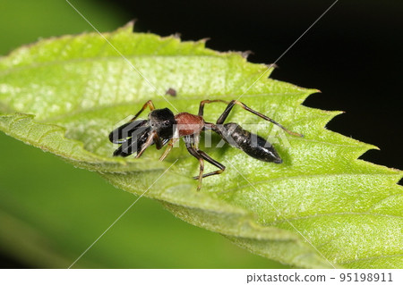 Creature, Spider, Nose myrtle spider, you can see the fangs hidden in its jaw. Did you make the waisted torso look like an ant? Creature, Spider, Nose myrtle spider, you can see the fangs hidden in its jaw. Did you make the waisted torso look like an ant? 95198911