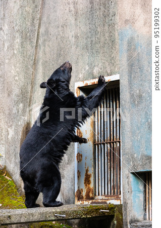 EOSR6. 在廣島市，一隻熊開始思考。 95199302