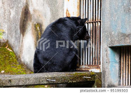 EOSR6.廣島市，等待熊。 95199303