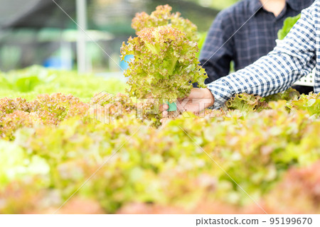 Close up hands farmer women holding fresh vegetable organic green vegetable backgroun Close up hands farmer women holding fresh vegetable organic green vegetable backgroun 95199670