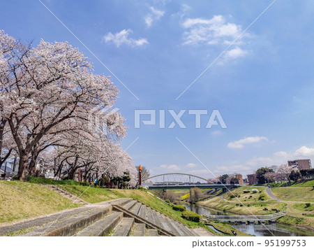 Canal waterside park cherry blossom viewing in full bloom Canal waterside park cherry blossom viewing in full bloom 95199753
