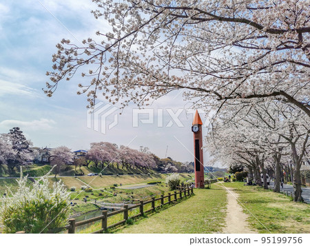 運河水邊公園櫻花盛開 95199756