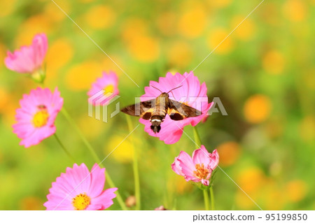 Hoshihojak 從波斯菊花中吸取花蜜 95199850