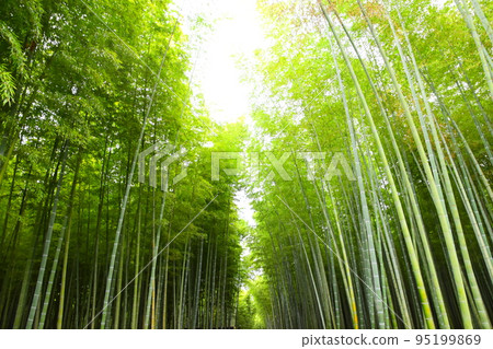 綠色竹林 綠色竹林 95199869