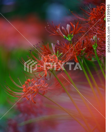 Beautiful manjushage park scenery 95199946