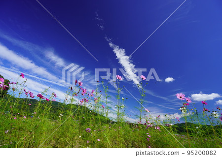 Looking up at the azure sky from a low angle in a cosmos field with many buds Looking up at the azure sky from a low angle in a cosmos field with many buds 95200082