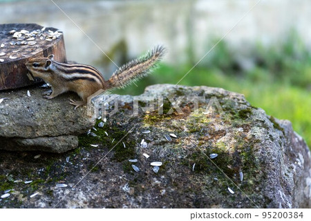 Hokkaido Ezo chipmunk chipmunk squirrel small animal cute Hokkaido Ezo chipmunk chipmunk squirrel small animal cute 95200384