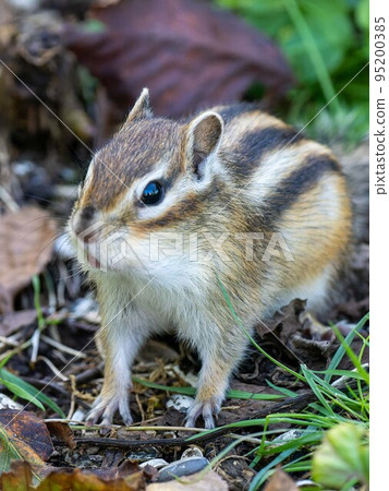 Hokkaido Ezo chipmunk chipmunk squirrel small animal cute Hokkaido Ezo chipmunk chipmunk squirrel small animal cute 95200385