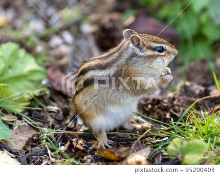 Hokkaido Ezo chipmunk chipmunk squirrel small animal cute 95200403