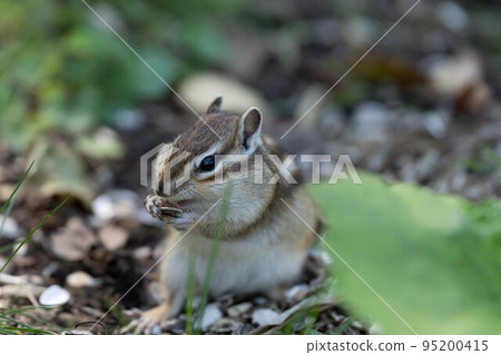 Hokkaido Ezo chipmunk chipmunk squirrel small animal cute Hokkaido Ezo chipmunk chipmunk squirrel small animal cute 95200415