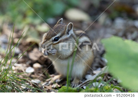 Hokkaido Ezo chipmunk chipmunk squirrel small animal cute Hokkaido Ezo chipmunk chipmunk squirrel small animal cute 95200416
