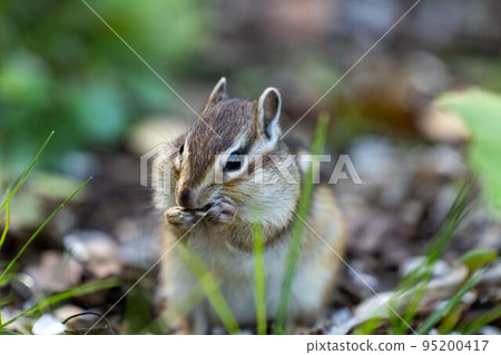 Hokkaido Ezo chipmunk chipmunk squirrel small animal cute Hokkaido Ezo chipmunk chipmunk squirrel small animal cute 95200417