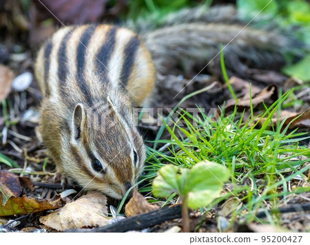 Hokkaido Ezo chipmunk chipmunk squirrel small animal cute Hokkaido Ezo chipmunk chipmunk squirrel small animal cute 95200427