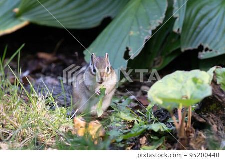 Hokkaido Ezo chipmunk chipmunk squirrel small animal cute 95200440