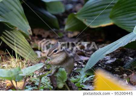 Hokkaido Ezo chipmunk chipmunk squirrel small animal cute 95200445