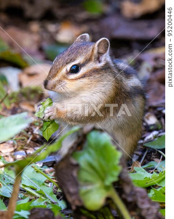 Hokkaido Ezo chipmunk chipmunk squirrel small animal cute 95200446