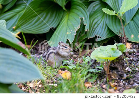 Hokkaido Ezo chipmunk chipmunk squirrel small animal cute Hokkaido Ezo chipmunk chipmunk squirrel small animal cute 95200452