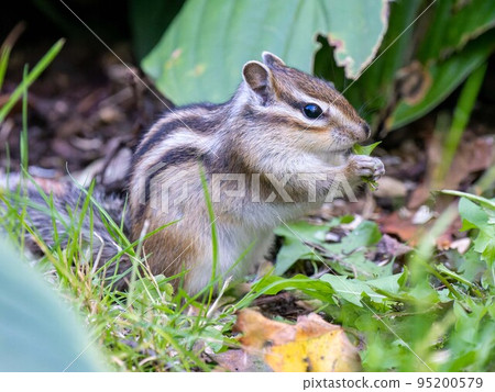 北海道蝦夷花栗鼠花栗鼠松鼠小動物可愛囓齒動物 95200579